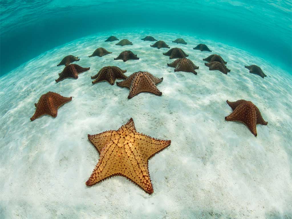 20200123-1579797706-isla_saona_excursion_vip_tu_experiencia_1 20200123-1579797706-isla_saona_excursion_vip_tu_experiencia_1
