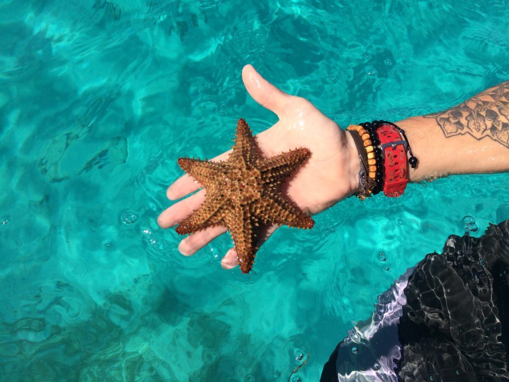sea-star-1024×768 sea-star-1024×768