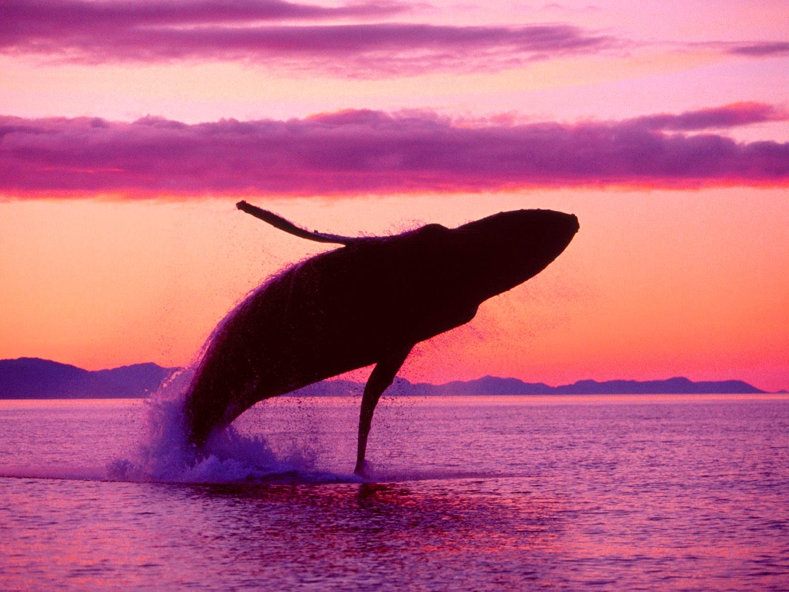 Hump-Back-Whale-humpback-whales-32310746-1600-1200 Hump-Back-Whale-humpback-whales-32310746-1600-1200