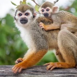 Monkeyland-Juan-Dolio-Full-Day-image-1