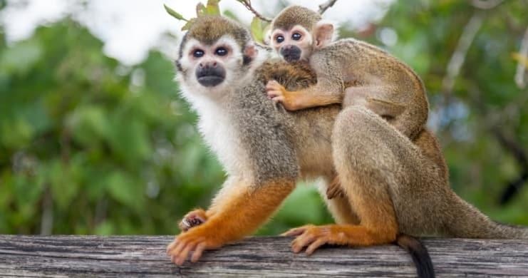 Affenland-Juan-Dolio-Ganztagsbild-1