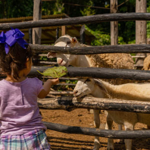 zážitky-pro-každého-ona-hacienda-park-jako-safari