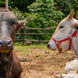 explore-the-heart-of-the-dominican-republicla-hacienda-park