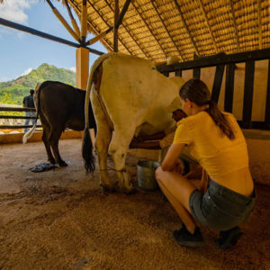 safari-how-to-milk-a-cow-la-hacienda-park-punta-cana