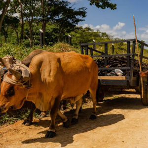 safari-la-hacienda-park-cows